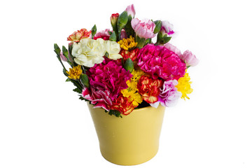 colorful flower on white background