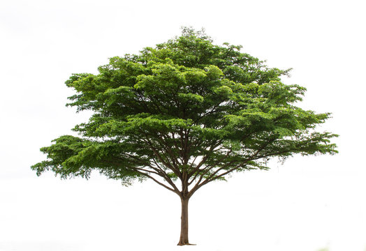 Isolate tree