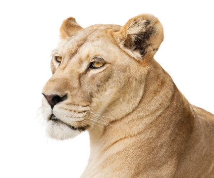 Beautiful Lioness