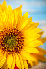 Closeup of sunflower