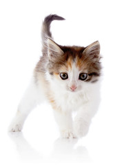 Small kitten goes on a white background.