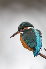 Eisvogel (Alcedo atthis)