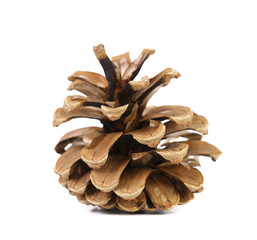 Brown pine cone isolated on white background
