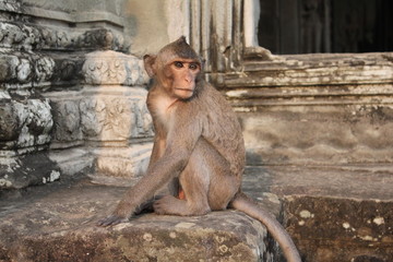 Дикая обезьяна у дверей буддийского храма