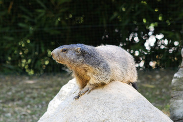 marmotte
