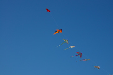 Fototapeta na wymiar Kites over a blue sky