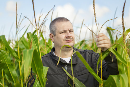 Farmer in the corn field