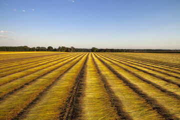 flax fields  during the harvest of August in Normandy, France