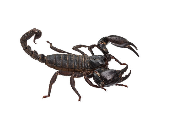 Asian giant forest scorpion (Heterometrus laoticus)