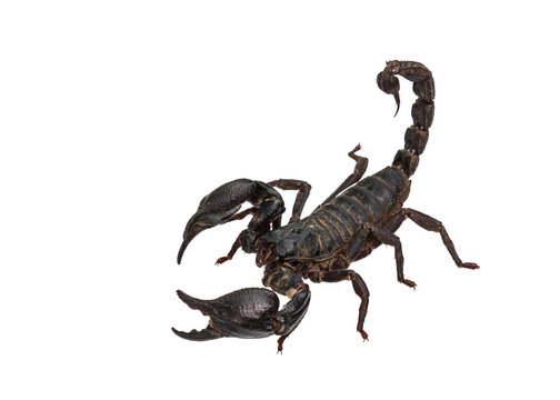 Asian giant forest scorpion (Heterometrus laoticus)