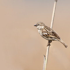 young house sparrow specie Passer domesticus