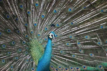 Naklejka premium Dumny jak paw