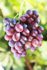 ripe red grape