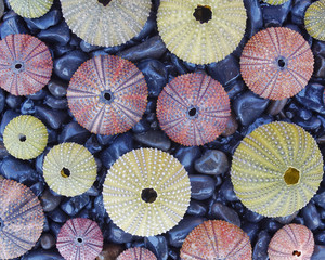 variety of colorful sea urchins on black pebbles beach