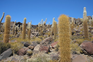 wyspa kaktusowa © Rochu_2008