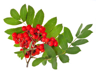 rowan berries and green leaves