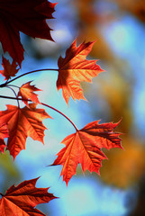 Fall Maple Leaves