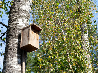 wooden birdhouse on birch