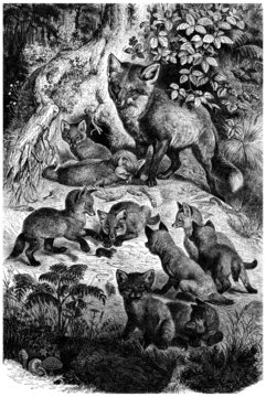 Foxes Family - Renards - Fuchse