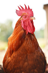 Rooster on traditional free range poultry farm
