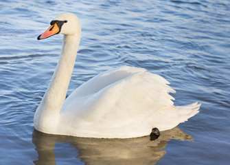 Single white swan on the water