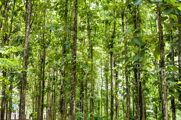 Teak forests to the environment