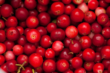 freshly picked lingonberry