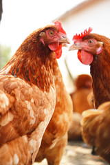 Chickens on traditional free range poultry farm