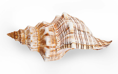 sea shell