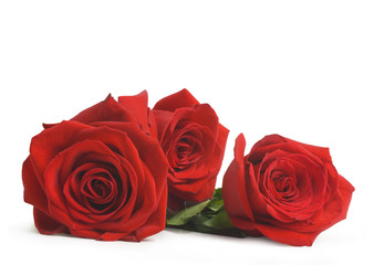 Naklejka premium red roses, isolated on white background