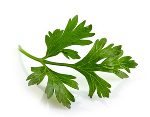 Green parsley leave on a white background