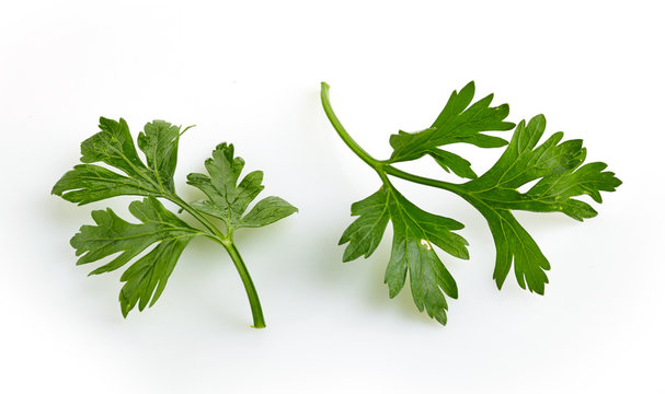 Green parsley leaves on a white background