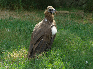 a griffon vulture