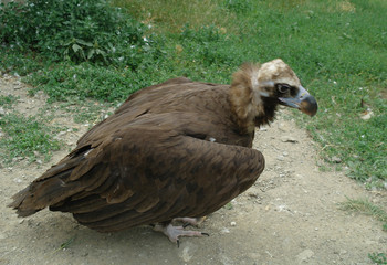 a griffon vulture
