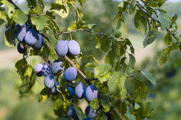 Plums (Prunus domestica) on a branch