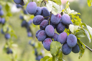 Plums (Prunus domestica) on a branch