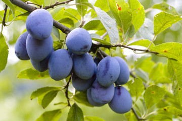 Plums (Prunus domestica) on a branch