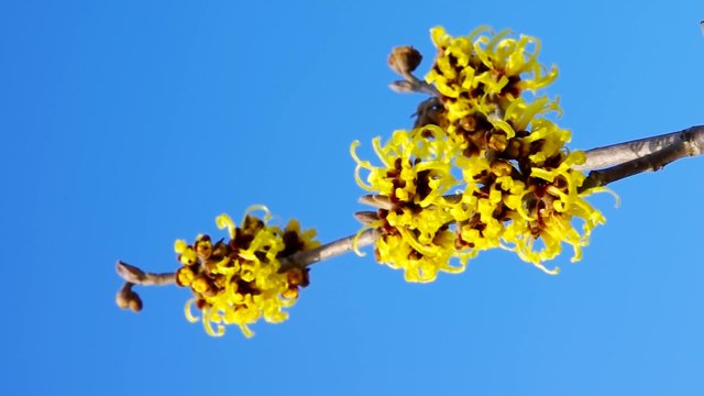 Hamamelis vid 06