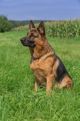 Schäferhund Bix 5