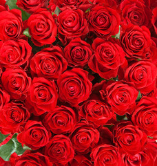 Red roses