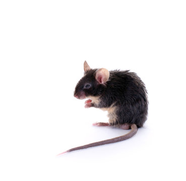 Keine, schwarze Maus
