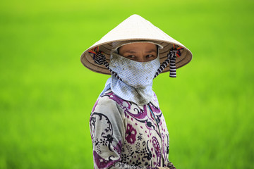Vietnamese Farmer in the Rice Field, Southern Vietnam