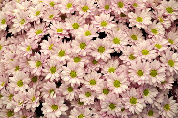 Flower carpet