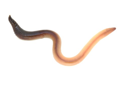 Earthworm