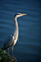 Crane on the River Bank