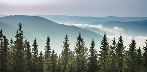 Obraz premium Sunrise in the mountains, pine trees at the background.