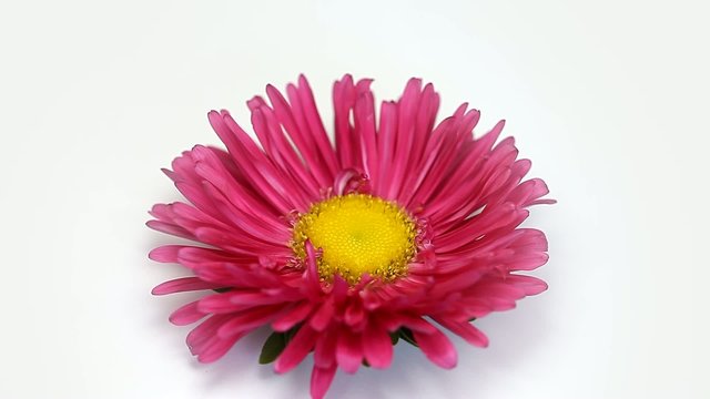 Pink flower rotating on white background
