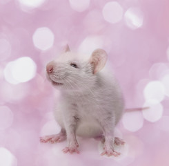 cute rat