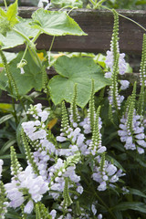 Beautiful flowers on background of old fence