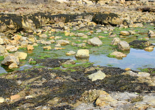 varech , algues verte et brune sur c&ocirc;te en bretagne